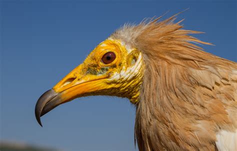 Vultures reveal critical Old World flyways | UNews