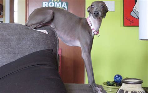 IGRF Ohio Italian Greyhound Rescue