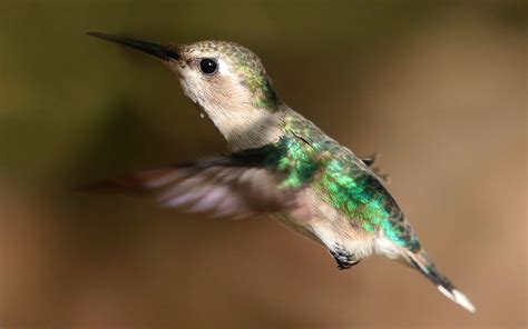 Cuban Bee Hummingbird or Zunzuncito represents Cuba Explorer