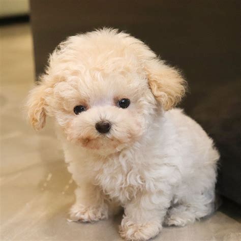 TEACUP POODLE