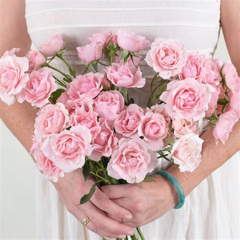 Light Pink Spray Rose Flower | DIY Wedding Flowers | Flower Moxie