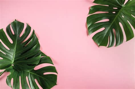 Premium Photo | Tropical palm leaves on abstract pastel pink background