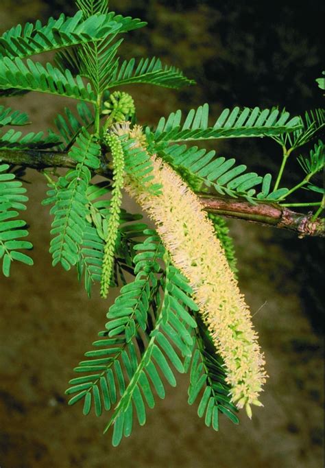 Prosopis juliflora (Sw.) DC. | Plants of the World Online | Kew Science