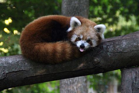 Chinese Red Panda - Binder Park Zoo