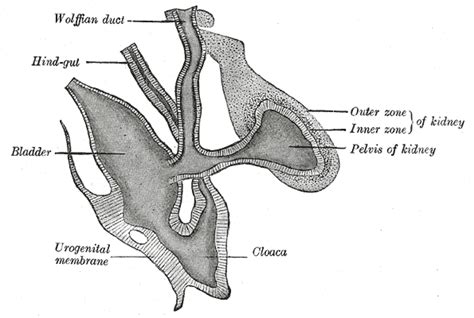 Wolffian duct - wikidoc