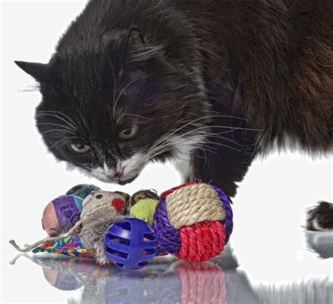 Cats Playing With Yarn? Safe or Dangerous? (CAT TIPS)– Cat Mastermind