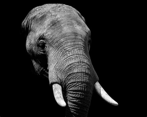 Elephant 4K Wallpapers - Top Free Elephant 4K Backgrounds - WallpaperAccess