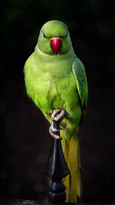 Parrot, green, bird, sit, portrait, 720x1280 wallpaper | Parrot wallpaper, Parrots art, Bird canvas