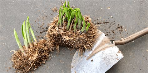 When and How to Divide Perennials | Living Color