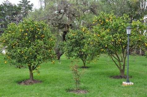 24 Delicious Backyard Fruit Tree Ideas