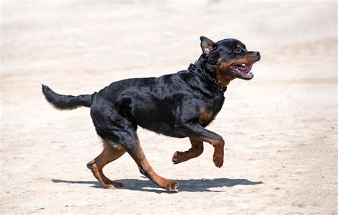 Premium Photo | Training of rottweiler