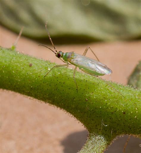 Meet the Tomato Bug! | NC State Extension