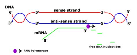 CH. 11: RNA transcription Flashcards | Quizlet