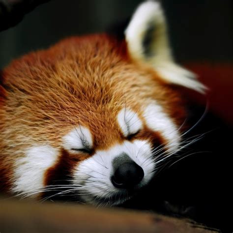 Premium AI Image | Sleeping Red Panda