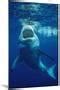 'Great White Shark, Carcharodon Carcharias, Mexico, Pacific Ocean, Guadalupe' Photographic Print ...