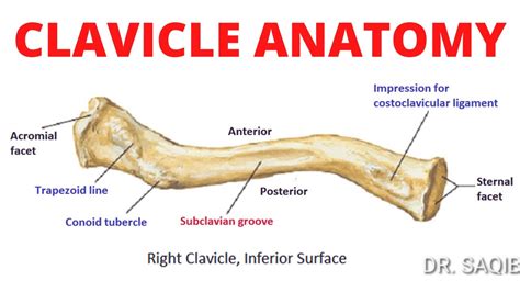 Clavicle Anatomy - YouTube