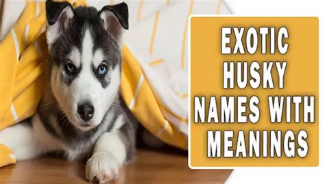 Exotic Husky Names With Meanings - Enchanting Husky Names!