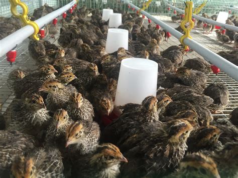 Quail Farming: Hitting the Jackpot | Financial Tribune