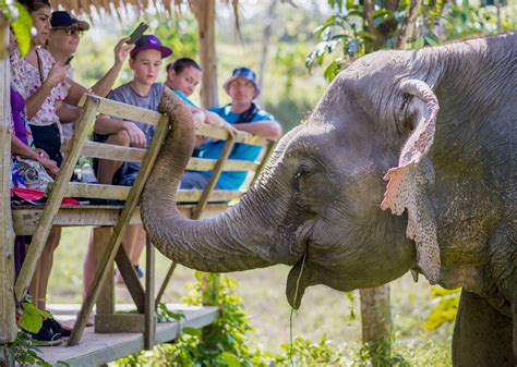 Phuket Elephant Sanctuary | 100 Moo 2, Phuket | SilverKris Travel