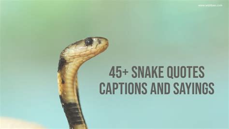 45+ Snake Quotes, Captions and Sayings - WishBae.Com