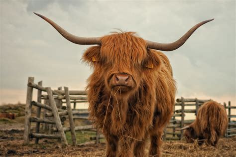 Highland Cow Wallpapers - Top Free Highland Cow Backgrounds - WallpaperAccess
