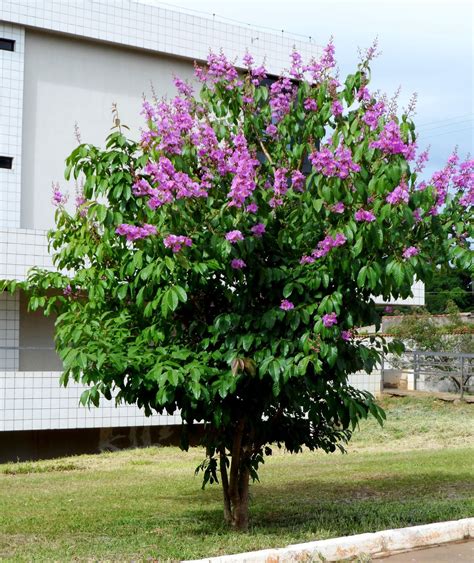 Resedá-gigante {Lagerstroemia speciosa (L.) Pers.} | A planta da vez