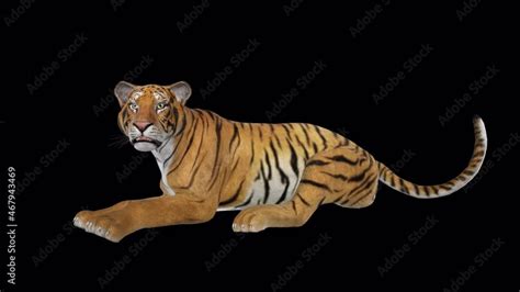 Tiger - Roaring - Laying - 3D Animation loop isolated with alpha channel Stock Video | Adobe Stock