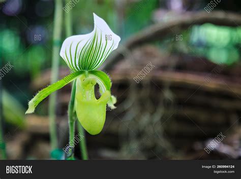 Flowers: Lady's Image & Photo (Free Trial) | Bigstock