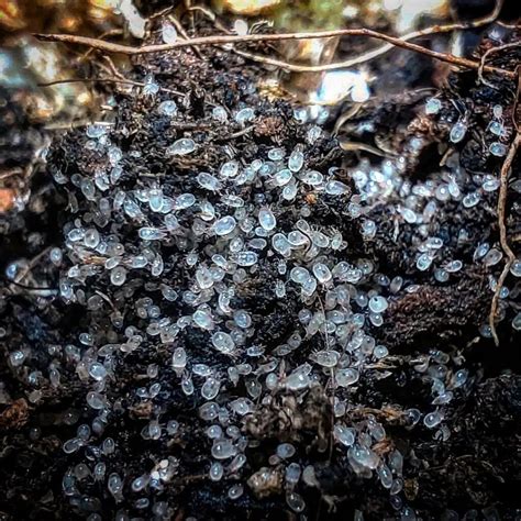 Little white bugs in soil: what to do?