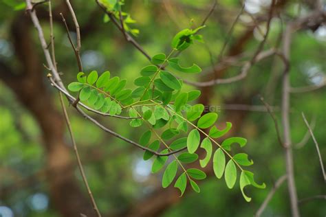 Campus Trees-Cassia siamea | The American College