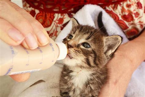 Can Cats Drink Baby Formula? - All About Pets