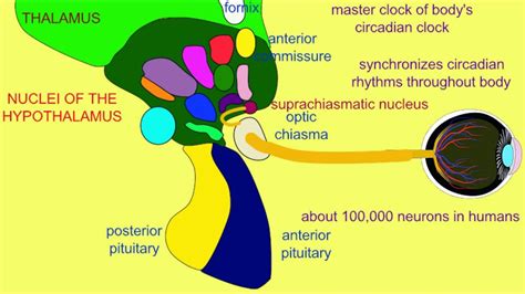 suprachiasmatic nucleus of the hypothalamus - YouTube