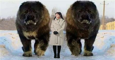 Ten Largest Dogs Ever You Will Not Believe Exist | Huge dogs, Large dogs, Big dog breeds