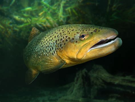 Brown Trout underwater - South West Scotland Environmental Information Centre