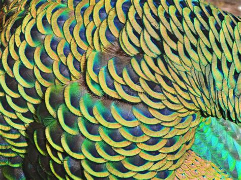 Peacock Wing Feathers Close-up Stock Photo - Image of peacock, wing: 5034806