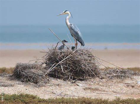 Grey Heron | KuwaitBirds.org