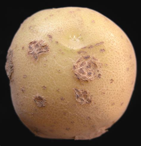 Common scab - Potato - Ontario CropIPM