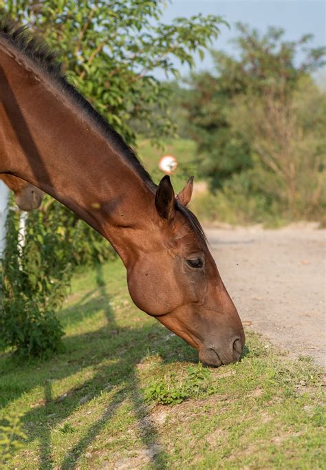 Equine Neck Threadworms: Signs and Treatment – Just for my Horse