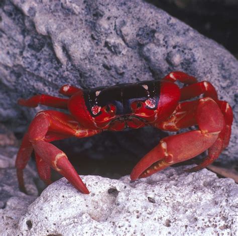 Christmas Island Red Crabs: Characteristics, reproduction and habits