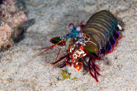 Mantis Shrimp Facts (Stomatopoda)