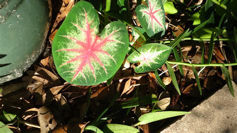 caladium – green light pink center – Gonza Gardens