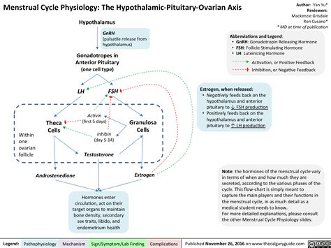 Menstrual Cycle Physiology: The Hypothalamic-Pituitary-Ovarian Axis | Calgary Guide