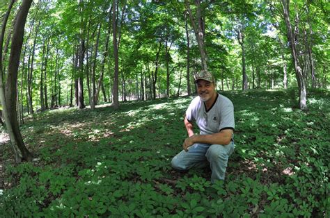 Forest farming seen as sustainable alternative to wildcrafting