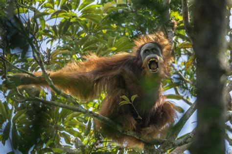 Potret orangutan di hutan terbakar jadi foto jurnalistik terbaik dunia