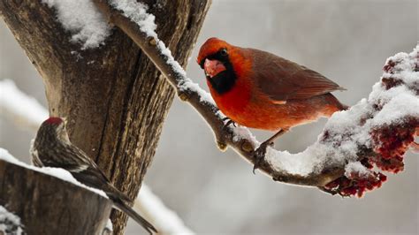 Wallpaper : birds, animals, nature, red, snow, winter, branch, wildlife, Cardinals, spring, beak ...