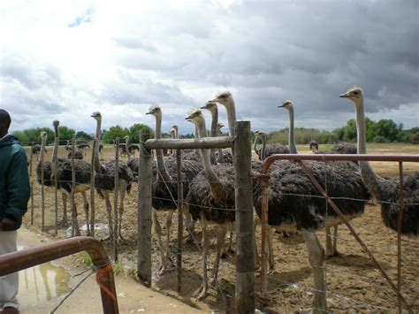 Our Mission to Cape Town South Africa: Safari Ostrich Farm