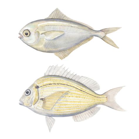 Butterfish (Peprilus tricanthus) and Scup (Stenotomus chrysops) | Billion Oyster Project Species ...