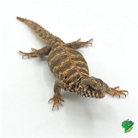 Uromastyx Colors Clearance Online | espace-trail-du-couserans.com