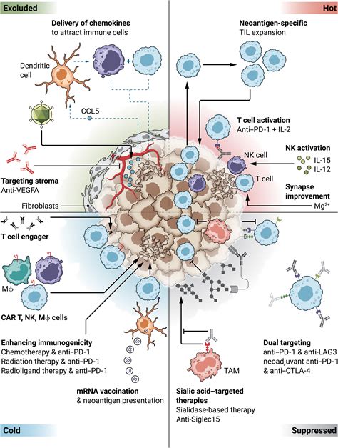 Cancer Treatment Immunotherapy