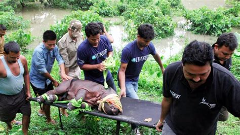 State Forest Officials Rescuing Animals Are The Unsung Heroes In Assam Floods